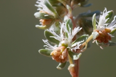 Reseda phyteuma