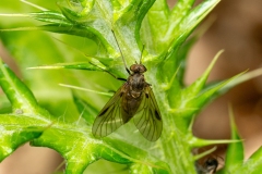 Chrysopilus cristatus