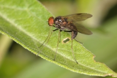Chrysopilus sp