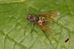 Chrysopilus sp