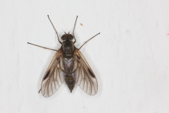 Chrysopilus splendidus