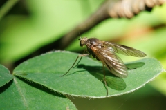 Rhagionidae
