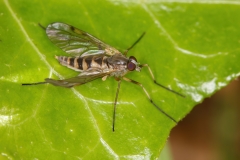 Rhagio maculatus