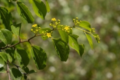 Paliurus spina-christi