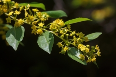 Paliurus spina-christi