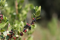 Rhamnus alaternus