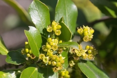 Rhamnus alaternus