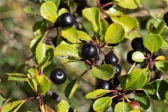 Rhamnus saxatilis