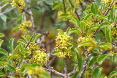 Rhamnus saxatilis