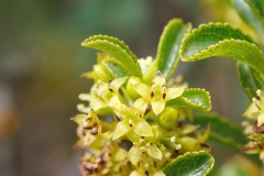 Rhamnus saxatilis