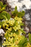 Rhamnus saxatilis