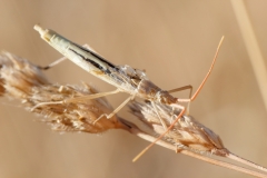 Chorosoma schillingi