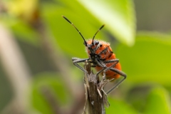 Corizus hyoscyami