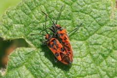 Corizus hyoscyami