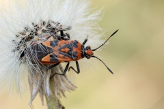 Corizus hyoscyami