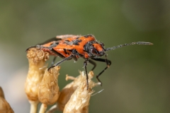 Corizus hyoscyami