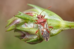 Rhopalus parumpunctatus