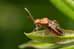 Rhopalus subrufus