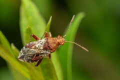 Rhopalus subrufus