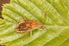 Stictopleurus abuliton