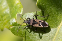 Lasiocoris anomalus