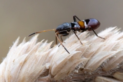 Raglius confusus