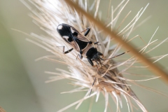 Raglius confusus
