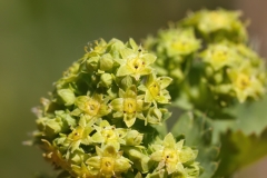 Alchemilla glaucescens