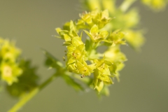 Alchemilla vulgaris