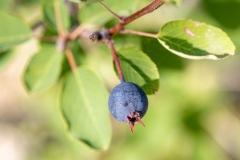 Amelanchier ovalis