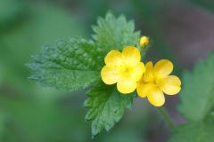 Aremonia agrimonoides