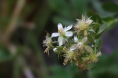 Potentilla caulescens