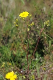 Potentilla detommasii