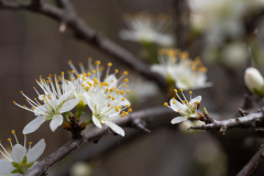 Prunus spinosa