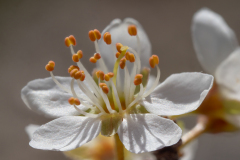 Prunus spinosa