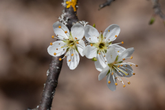 Prunus spinosa