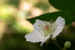 Rubus caesius