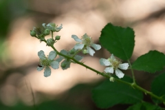 Rubus canescens