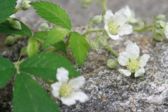 Rubus corylifolius