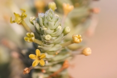 Crucianella maritima