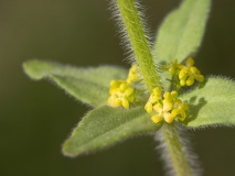 Cruciata laevipes