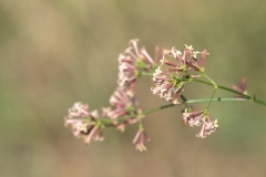 Cynanchica aristata