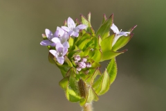 Sherardia arvensis