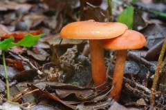 Lactarius sp