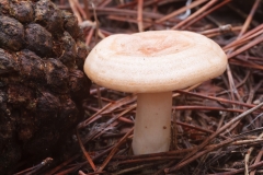 Lactarius chrysorrheus