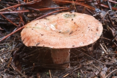 Lactarius sanguifluus