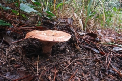 Lactarius sanguifluus