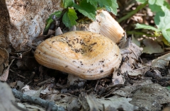 Lactarius sp