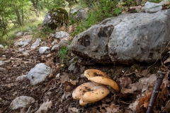Lactarius sp