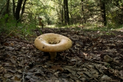 Lactarius sp